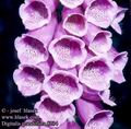 Digitalis_grandiflora_8243