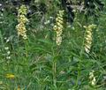 Digitalis_grandiflora_bk3598