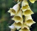 Digitalis_grandiflora_bk3600