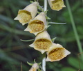 Digitalis_grandiflora_d1575