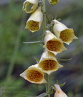 Digitalis_grandiflora_d1577