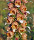 Digitalis_lanata_e2369