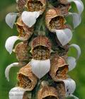 Digitalis_lanata_f2296