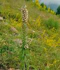 Digitalis_lanata_f5392