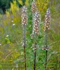 Digitalis_lanata_f5400