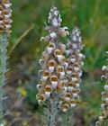 Digitalis_lanata_f5402