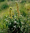 Digitalis_lutea_4970