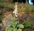 Digitalis_purpurea_8662