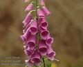 Digitalis_purpurea_a5206