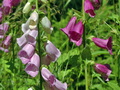 Digitalis_purpurea_d1490