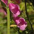 Digitalis_purpurea_d1491