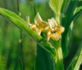 Digitalis_viridiflora_ed3521