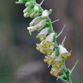 Digitalis_viridiflora_ed3577
