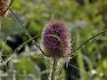 Dipsacus_fullonum_dd4190