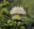 Dipsacus_laciniatus_dd3846