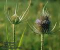 Dipsacus_sylvestris_4735