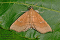 Disticta_atava_ad6229