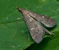 Dolicharthria_punctalis_cc5586s