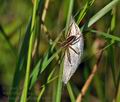 Dolomedes_fimbriatus_bd0931