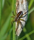 Dolomedes_fimbriatus_bd0954