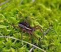 Dolomedes_fimbriatus_bf7288