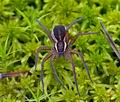 Dolomedes_fimbriatus_bf7296