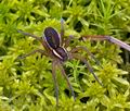 Dolomedes_fimbriatus_bf7312