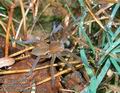 Dolomedes_plantarius_10216