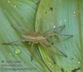 Dolomedes_plantarius_ac7177