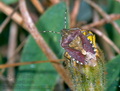 Dolycoris_baccarum_10223