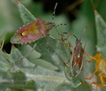 Dolycoris_baccarum_ae3741