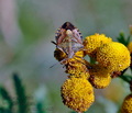 Dolycoris_baccarum_ag0485