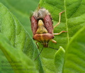 Dolycoris_baccarum_cc3211s