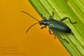 Donacia_reticulata_bx4820