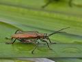 Donacia_sparganii_bu7974