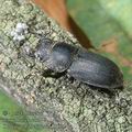 Dorcus_parallelipipedus_11922