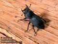 Dorcus_parallelipipedus_6328