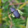 Dorcus_parallelipipedus_bk0666