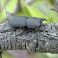 Dorcus_parallelopipedus_ak8704