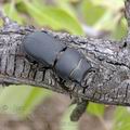 Dorcus_parallelopipedus_ak8716