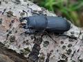 Dorcus_parallelopipedus_bu8714