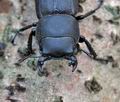 Dorcus_parallelopipedus_bu8732