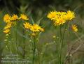 Doronicum_austriacum_a611