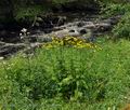 Doronicum_austriacum_bk0088