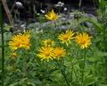 Doronicum_austriacum_bk0124