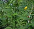 Doronicum_austriacum_bk0163