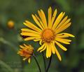 Doronicum_austriacum_bk0213