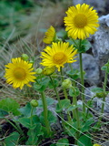 Doronicum_grandiflorum_dc7956
