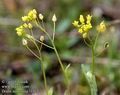 Draba_nemorosa_11512