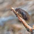 Drepanepteryx_algida_bb9654
